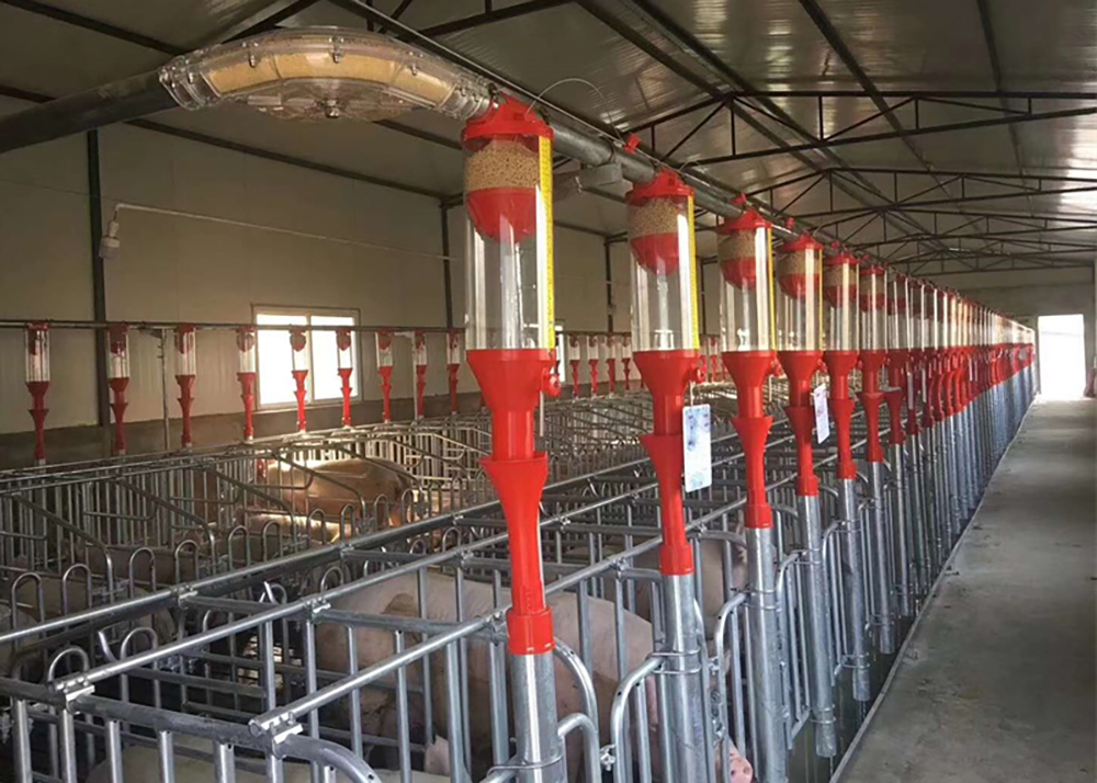 Pig Farm Chain Disc Feeding System - SHEWUYOU Livestock Equipment
